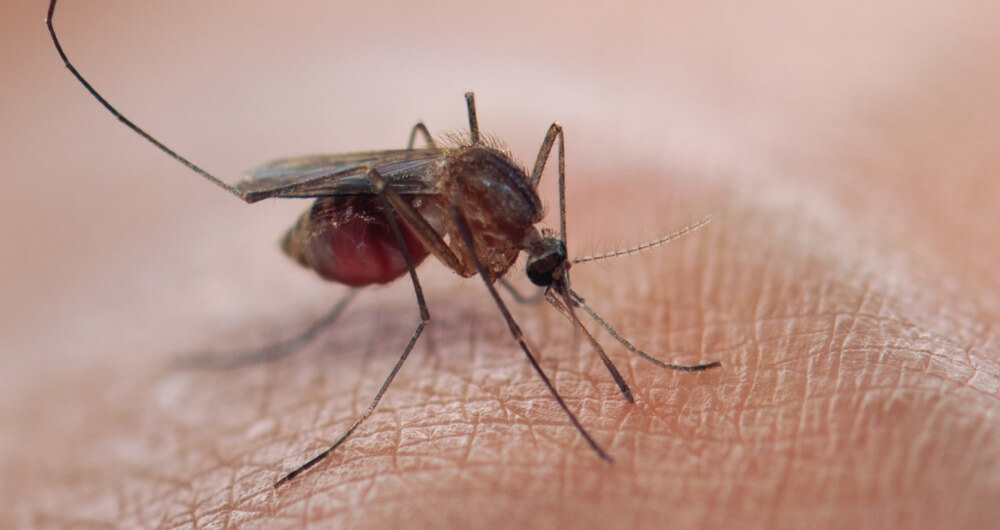 Preguntas y respuestas sobre el paludismo (malaria)