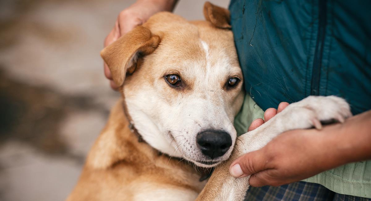 Todo lo que debes saber antes de adoptar una mascota 2