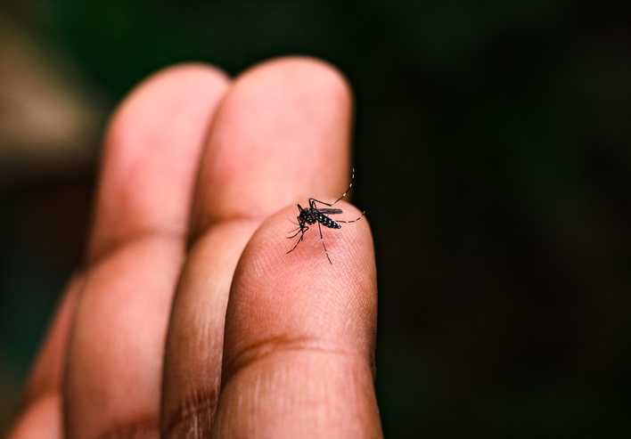 El dengue es una infección vírica. Los virus del dengue que transmiten al ser humano por la picadura de mosquitos infectados.