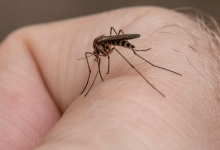 Prevención urgente del dengue