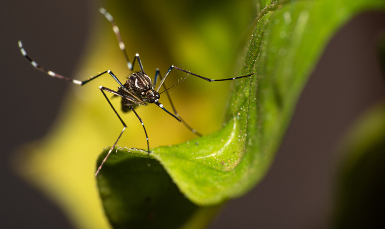 Dengue Puerto Rico