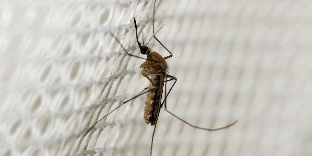 Malaria