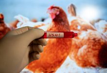 gripe aviar EE.UU,