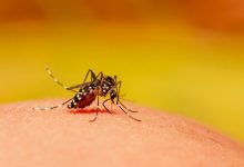 El clima cambiante está permitiendo que el dengue infiltre regiones templadas y comunidades de gran altitud donde nunca se ha encontrado.