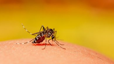 El clima cambiante está permitiendo que el dengue infiltre regiones templadas y comunidades de gran altitud donde nunca se ha encontrado.