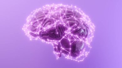 El cerebro y sus etapas de desarrollo