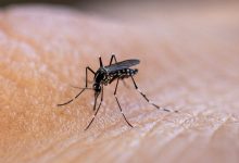 Casos de dengue en Puerto Rico se triplican a comparación del 2023