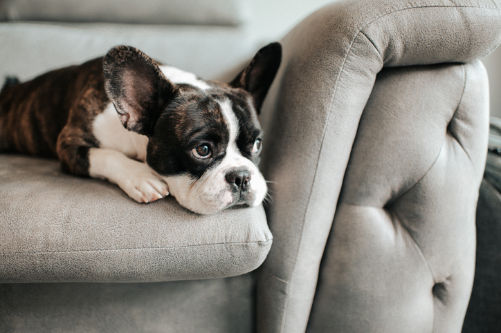 El primer paso para prevenir esta enfermedad es la vacunación, ya que reduce considerablemente las probabilidades de que la mascota contraiga la enfermedad