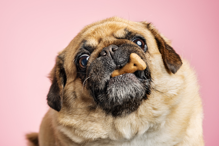 La obesidad en las mascotas